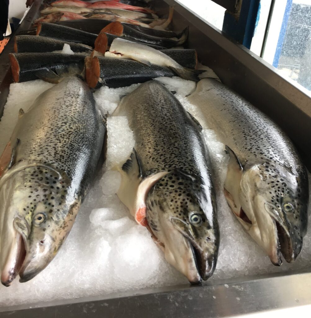 commercial salmon season