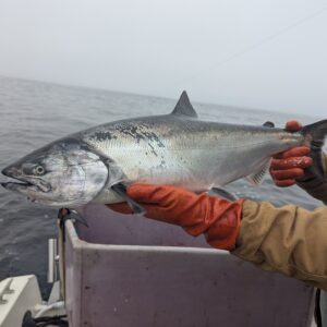 holding up a freshly caught California chinook King Salmon