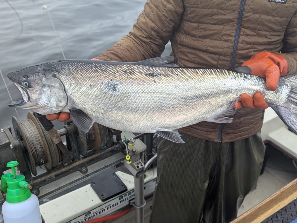 Santa Cruz Salmon