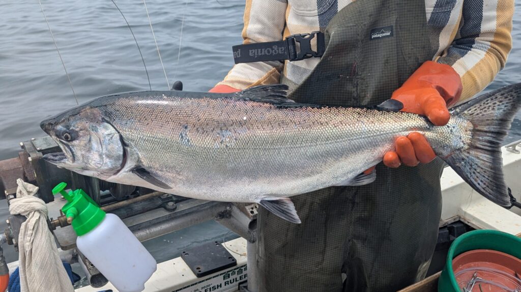 Salmon Caught in the Monterey bay