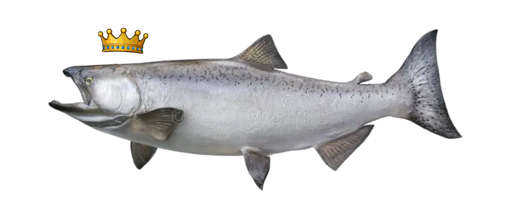 Monterey Bay King Salmon fishing