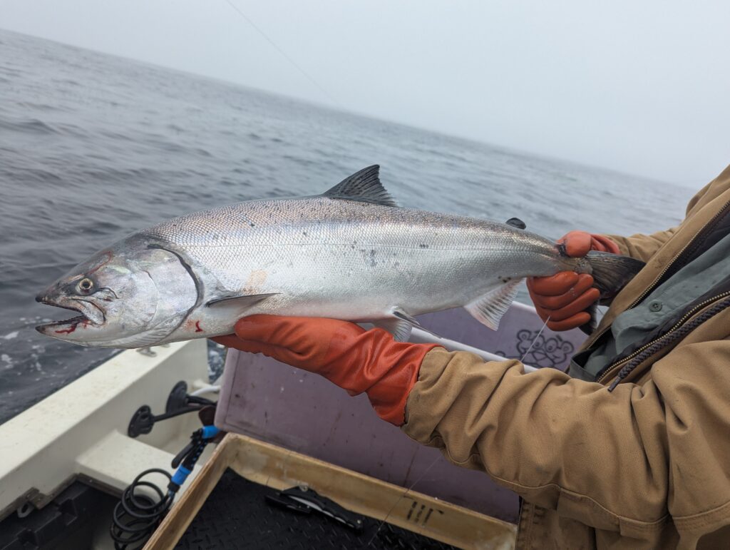 Local Seafood caught in the Monterey Bay