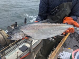 King Salmon for sale