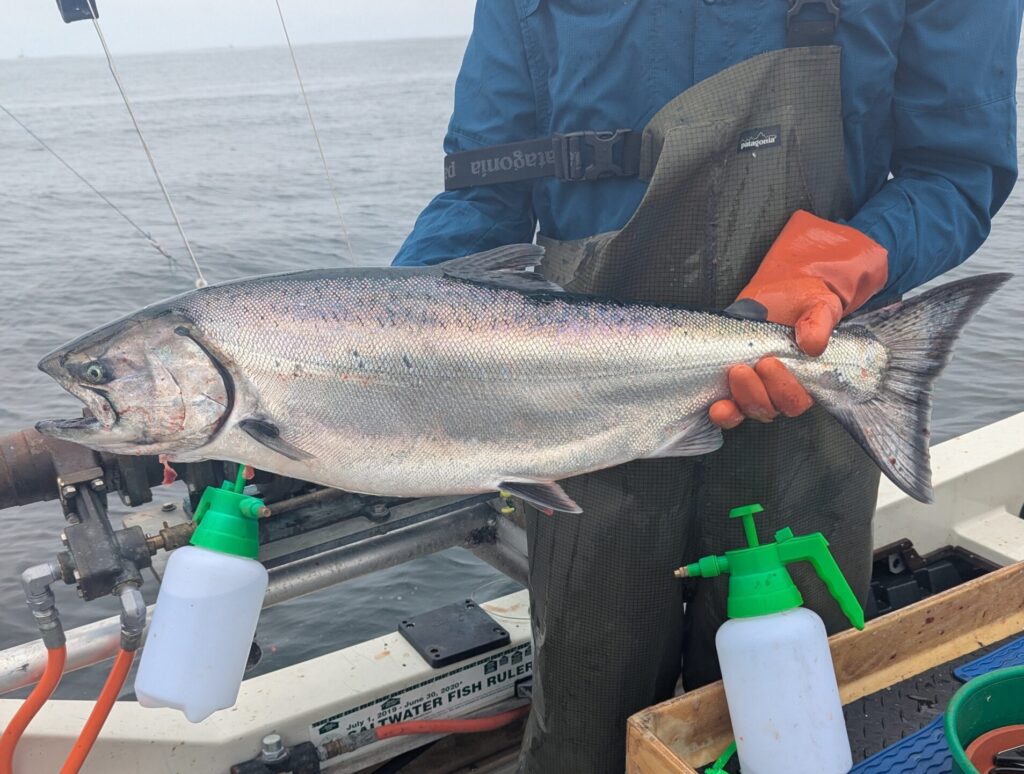 Santa Cruz Salmon fish caught in 2026